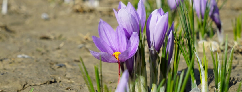 Saffron an toàn có kiểm soát là gì